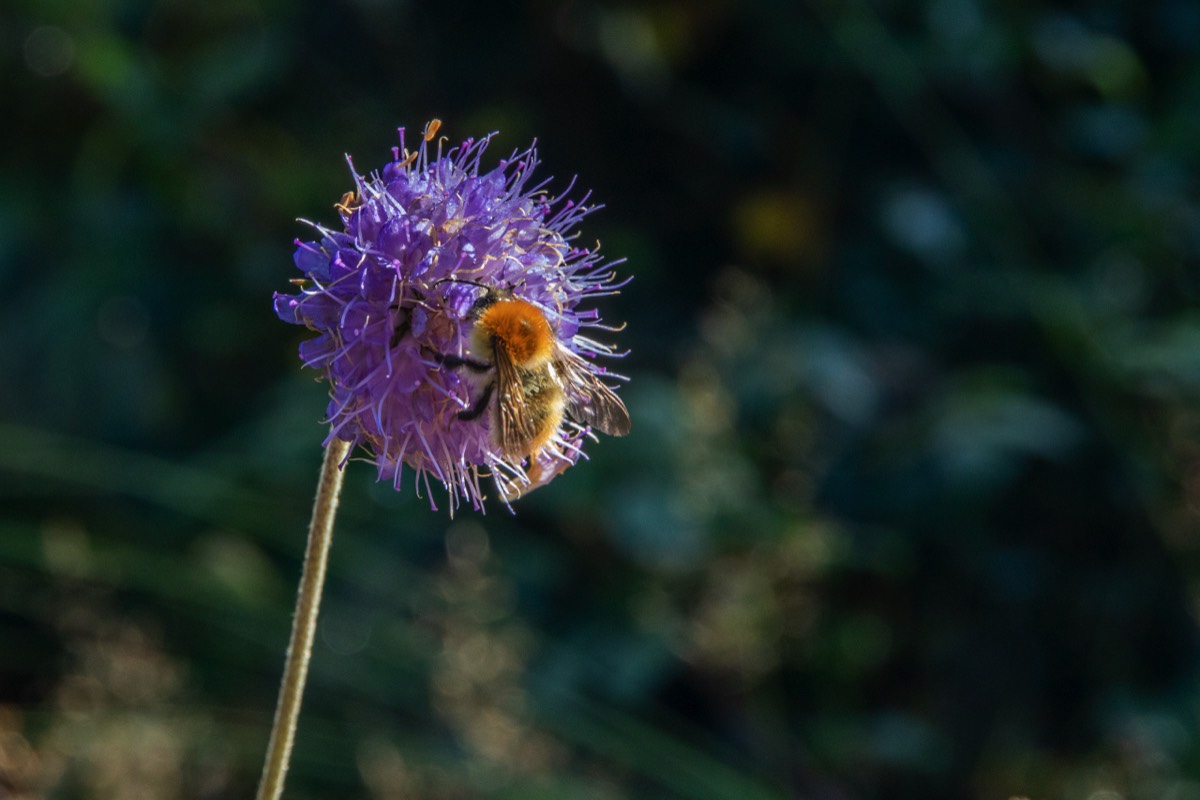 Bumble bee