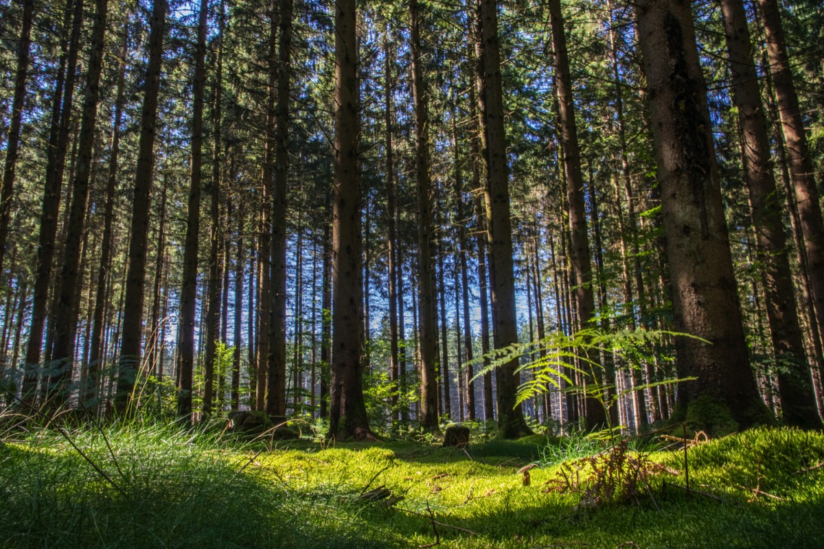 Low fern, tall trees