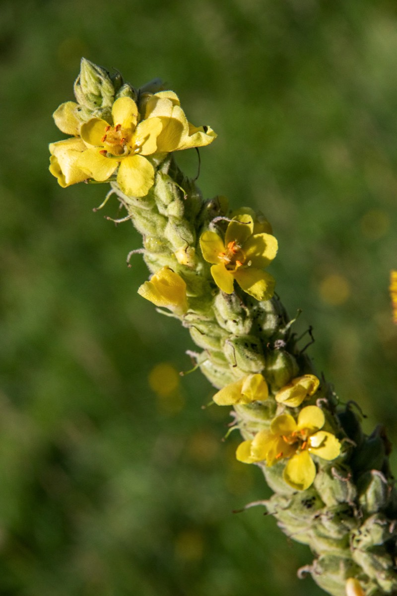 Yellow blooms