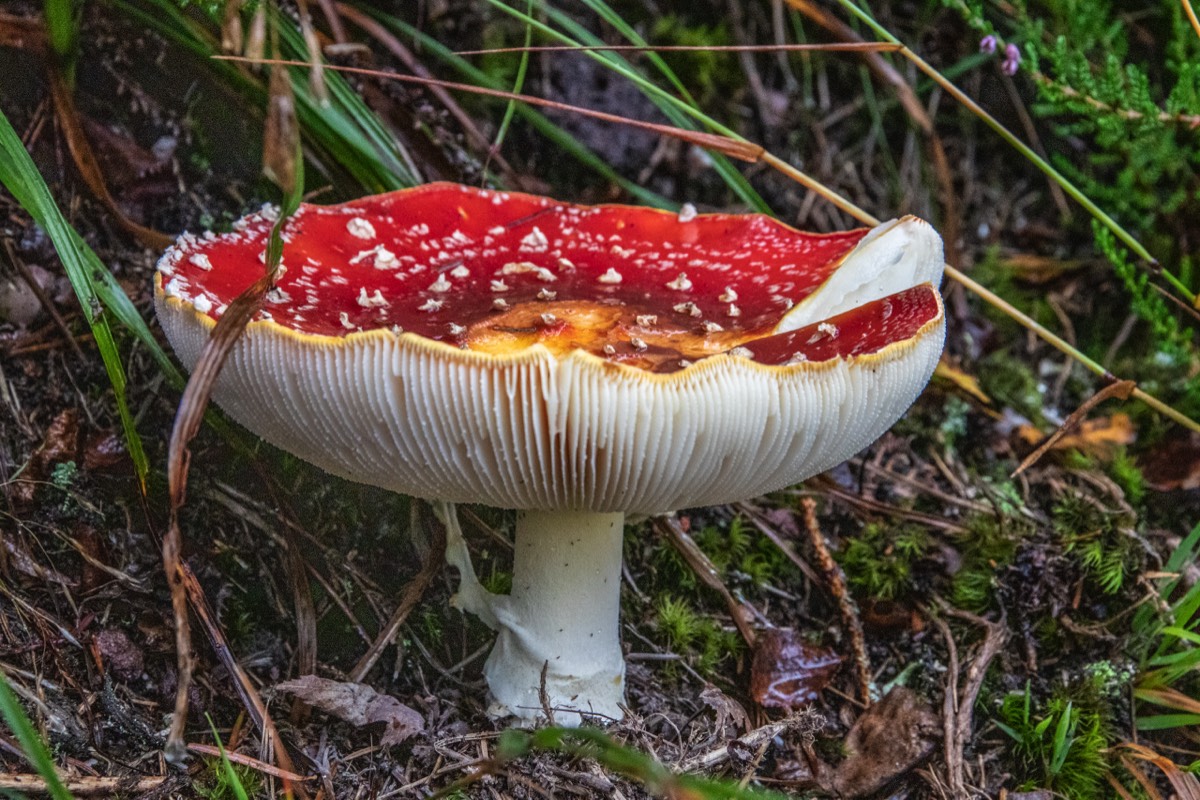 Amanita muscaria