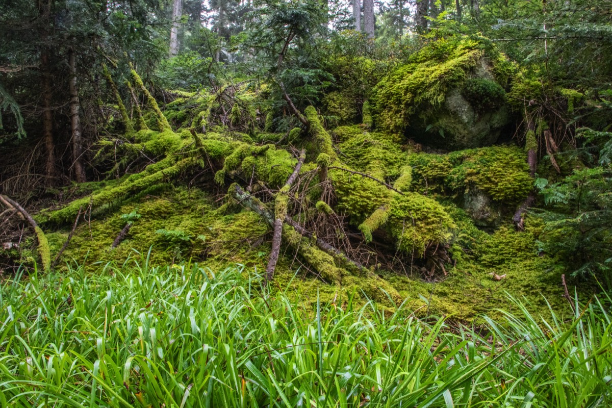 Green grows everywhere