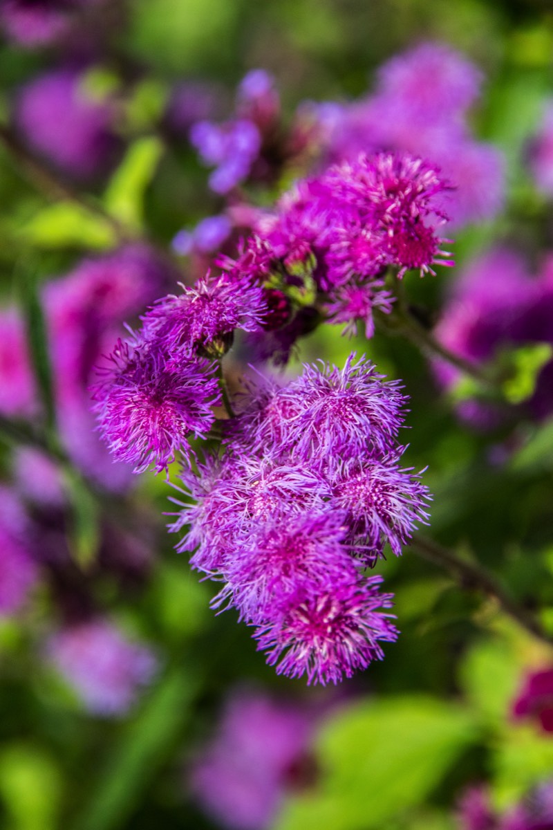 Purple hairs