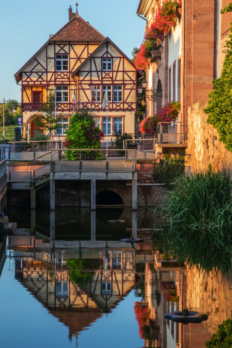 Alsatian reflection