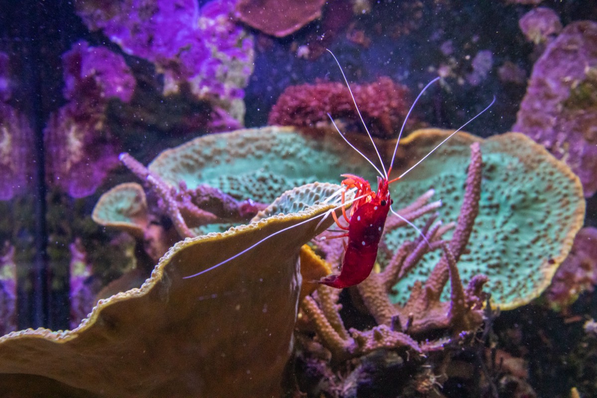 Red shrimp
