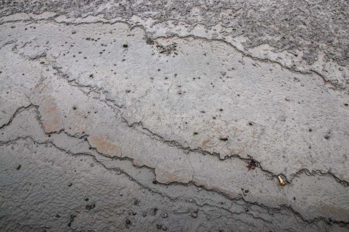 Grey mud and sheep bone