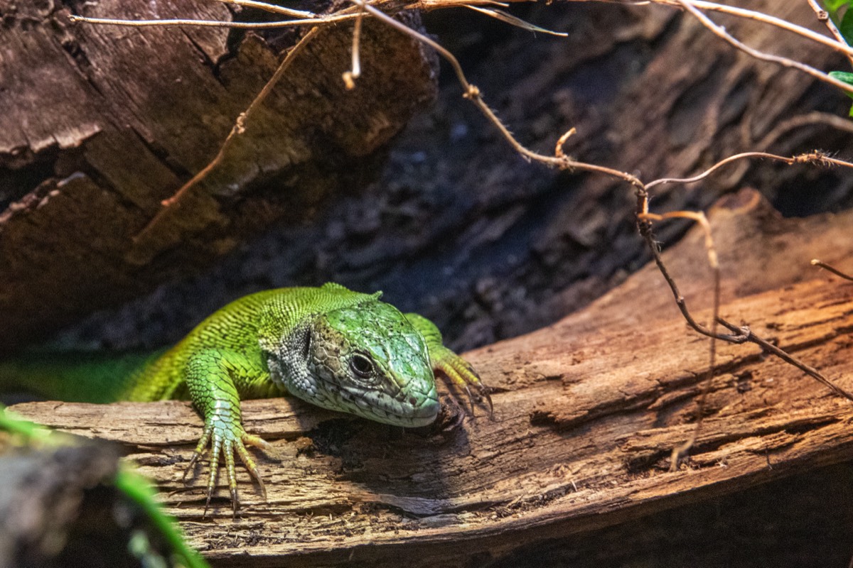 Micro Zoo Saint-Malo