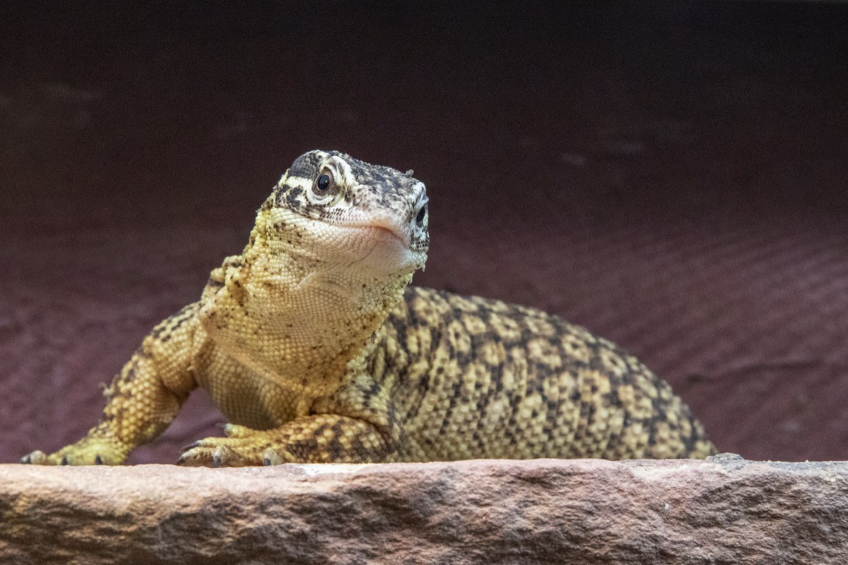 Curious lizard