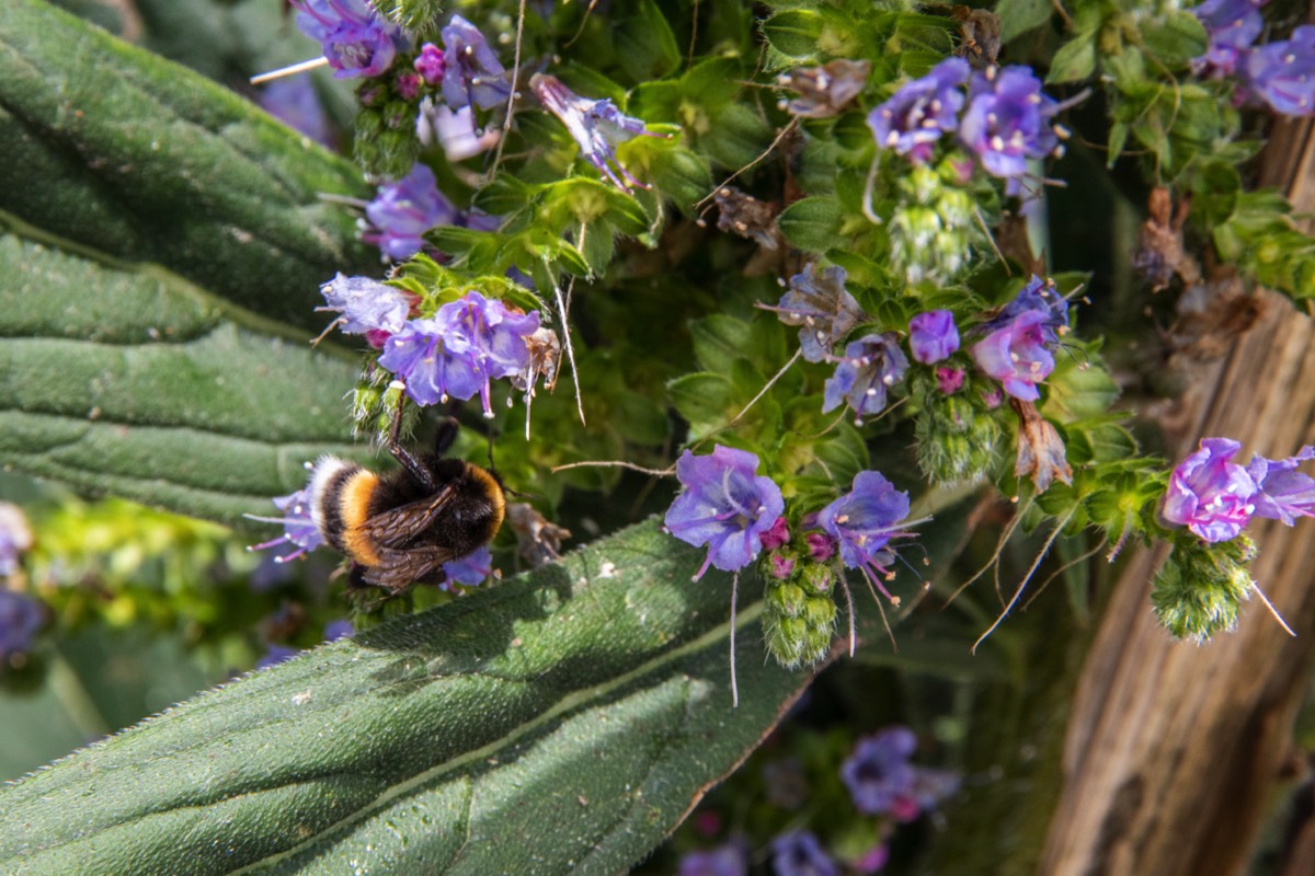 Bumblebee doing its job