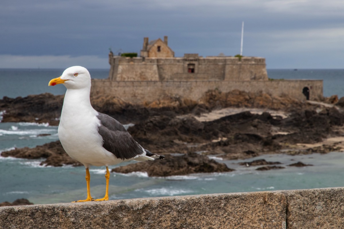 Gull portrait
