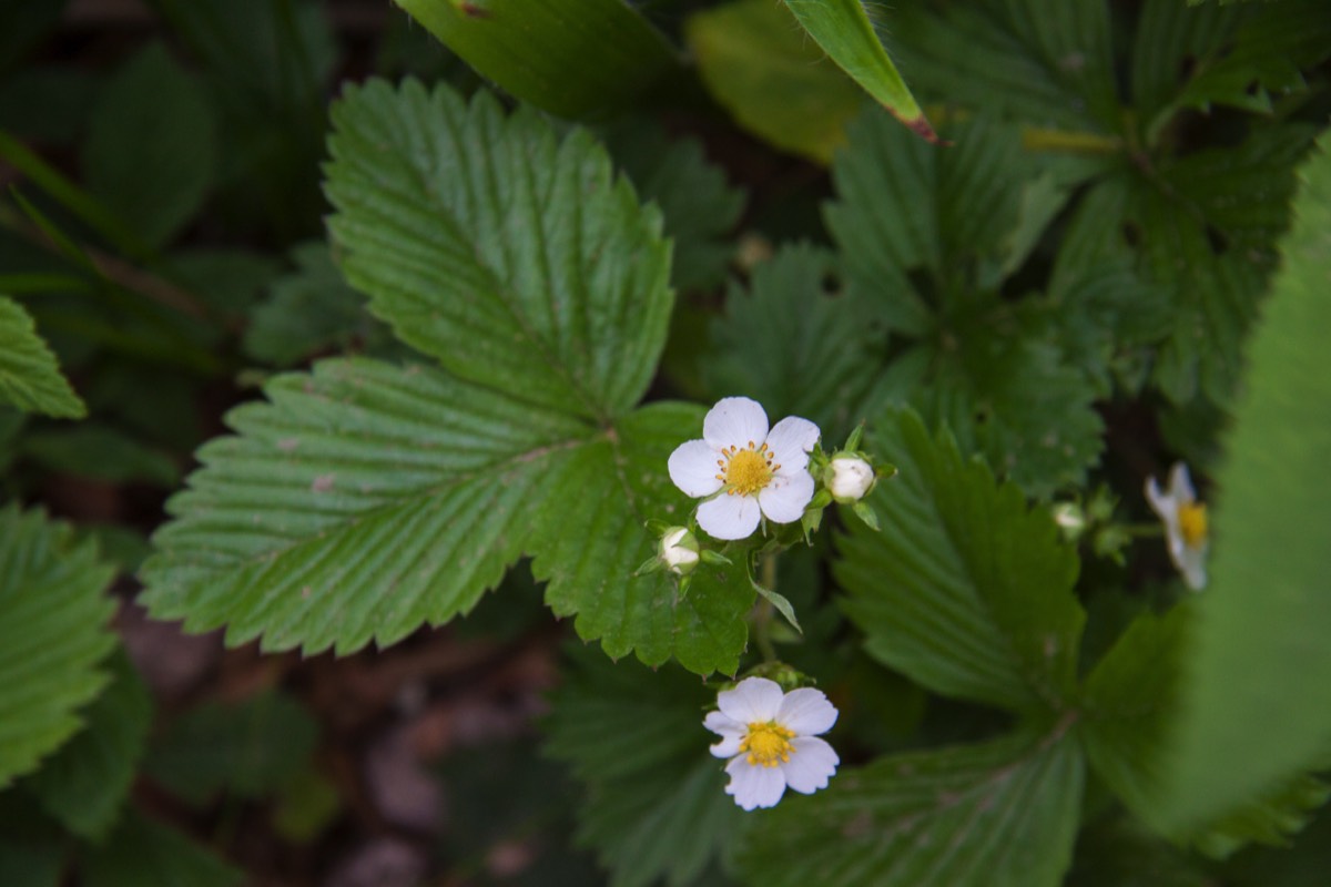 Strawberry flower