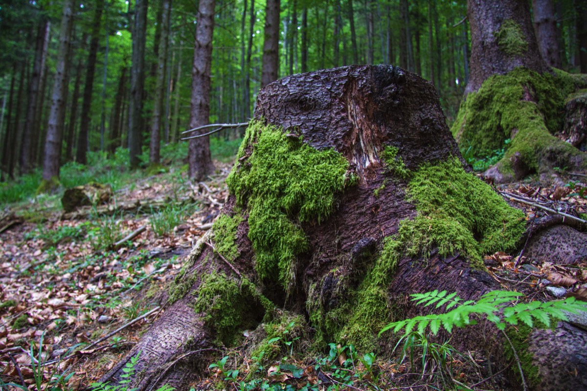 Stumps everywhere