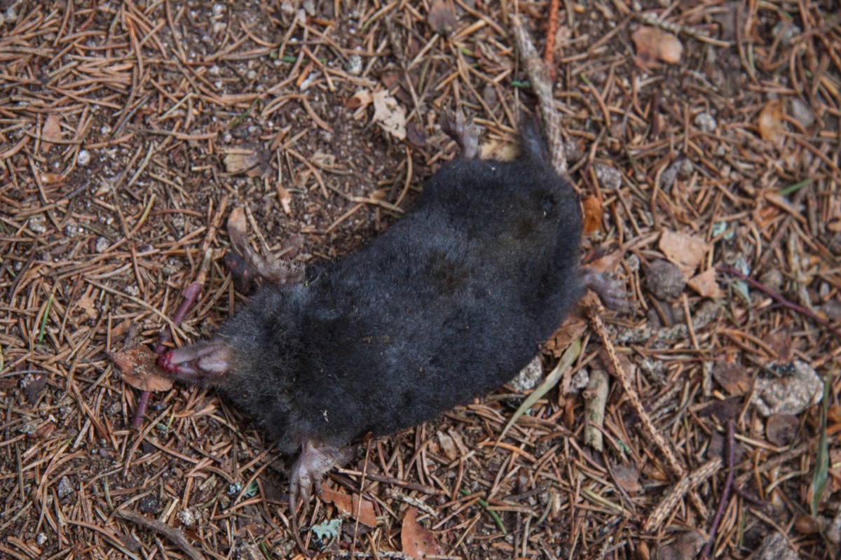... and an unfortunate mole