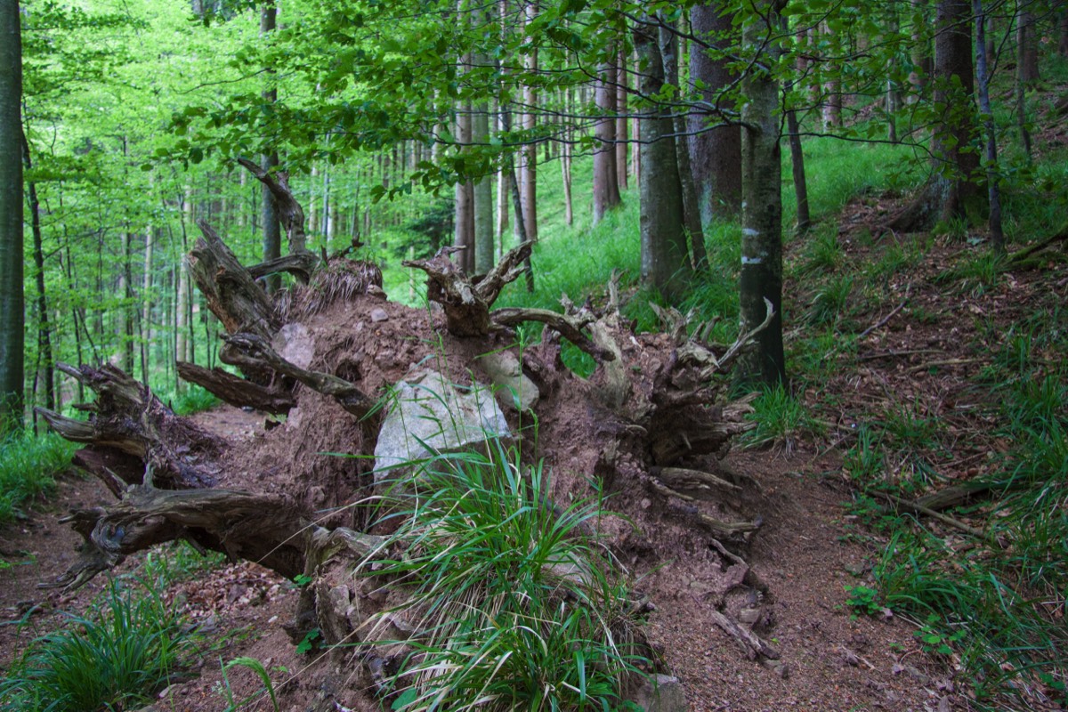 The woods are lovely ...