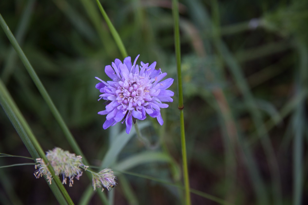 Purple flower