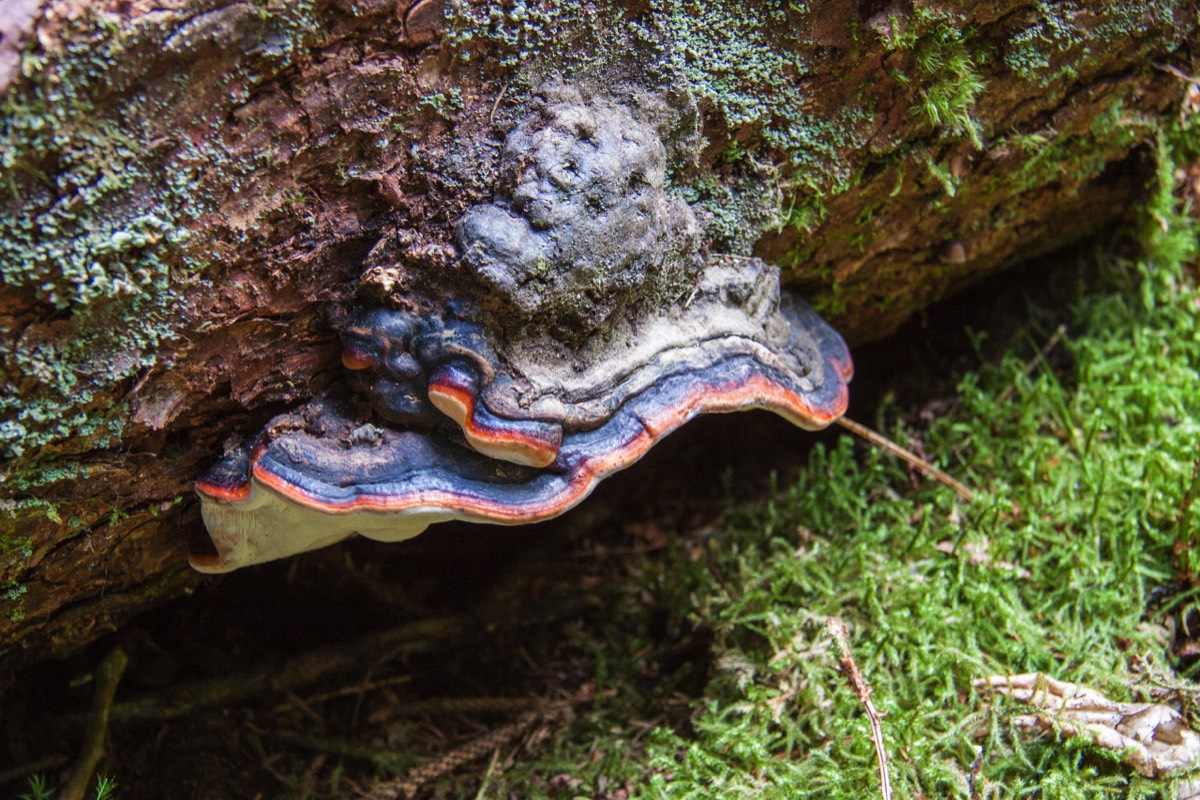 Nicely coloured toadstools