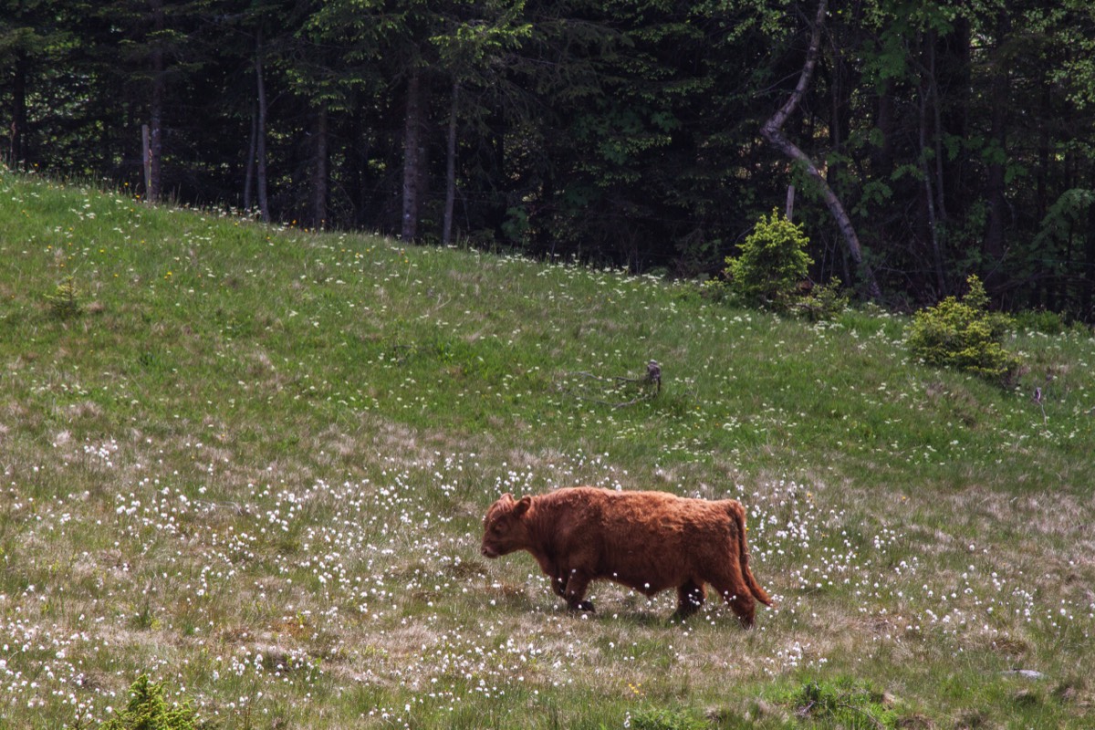 Imported bovine