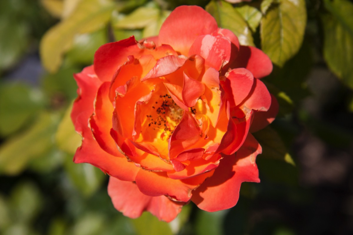Roses among the vines