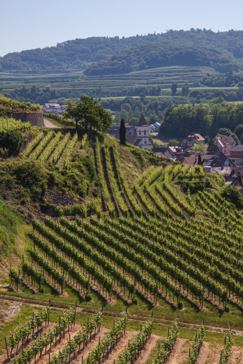 Kaiserstuhl - VogtsBurg-Achkarren - Geologischer Weinlehrpfad