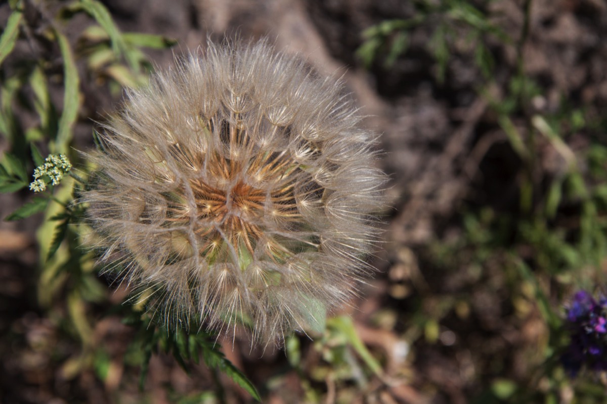 Was a flower