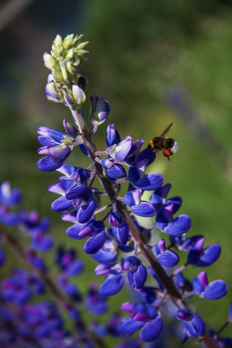 Bumble bee on a wild lupin