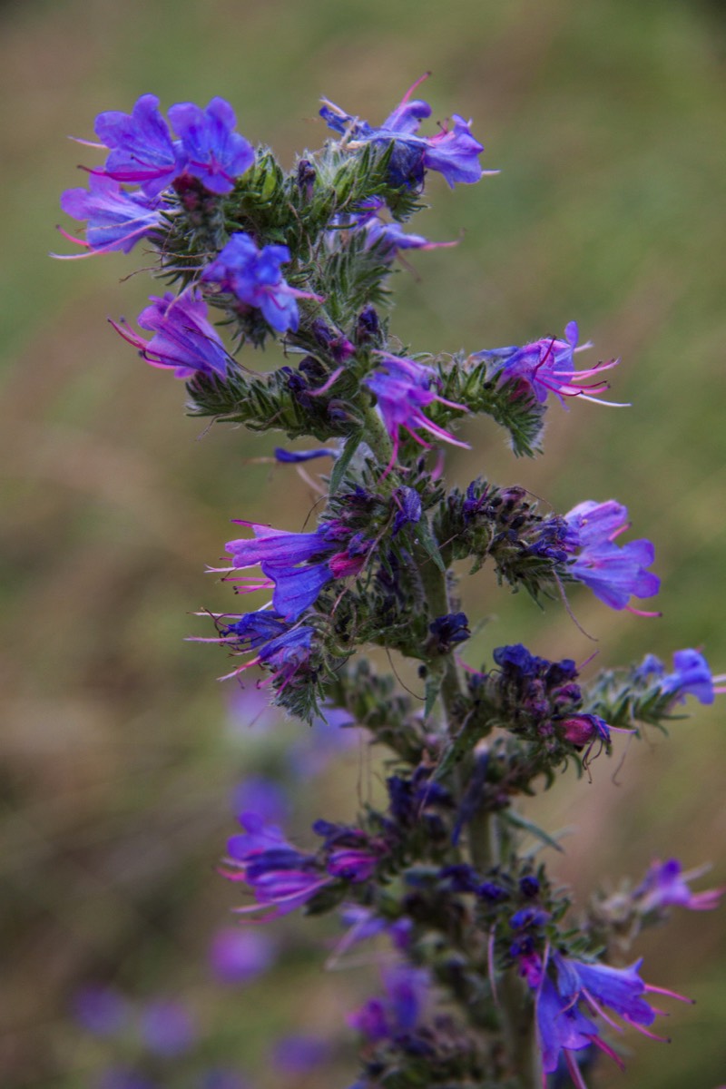 Purple flowers