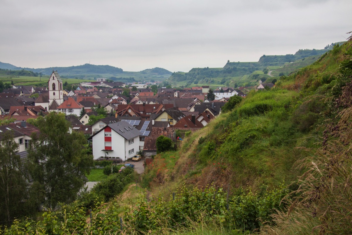Kaiserstuhl - VogtsBurg-Oberbergen - Smaragdeidechsenpfad