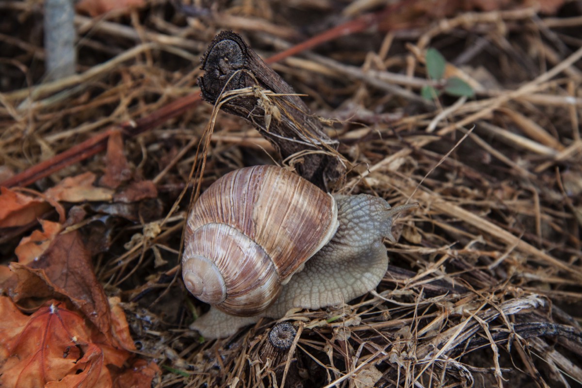 Lots of snails on the trail