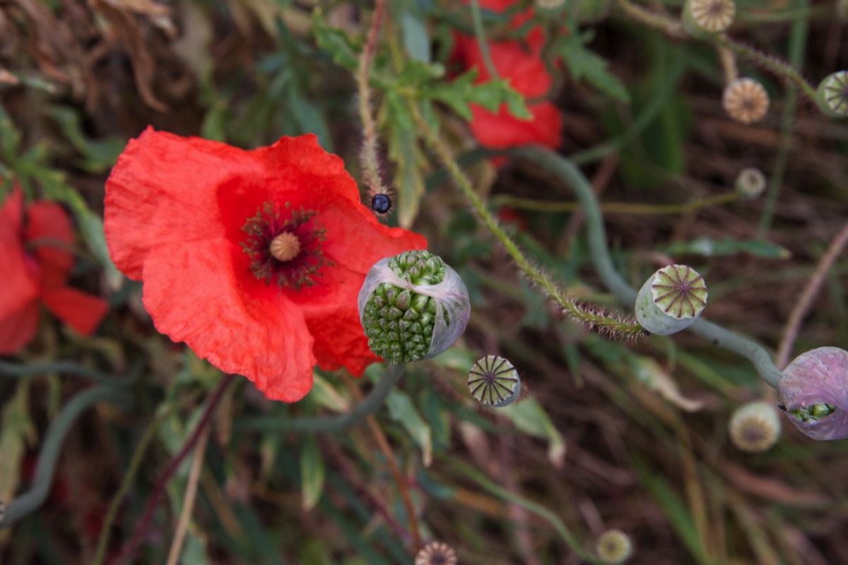 Poppy and budding allium