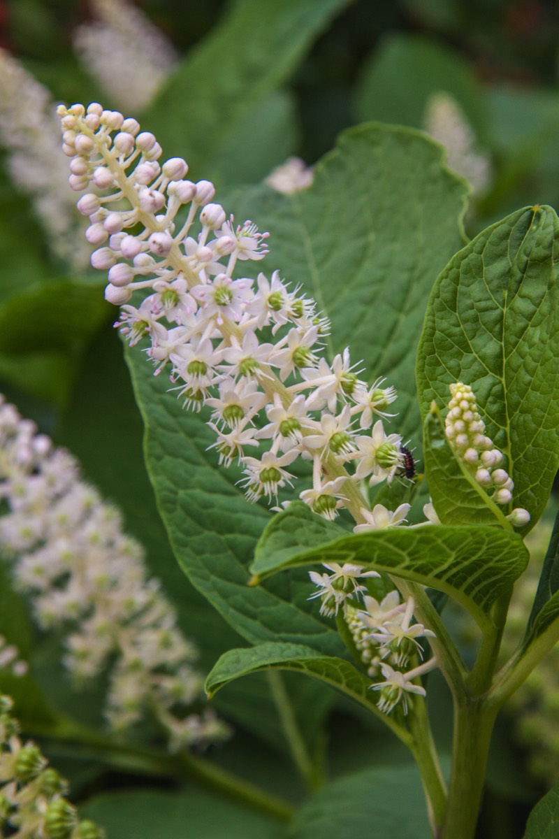 Undetermined flower