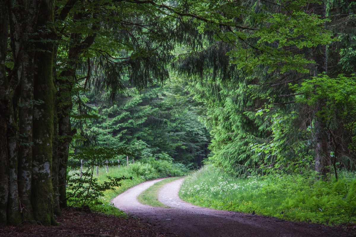 Meandering walks at the Belchen