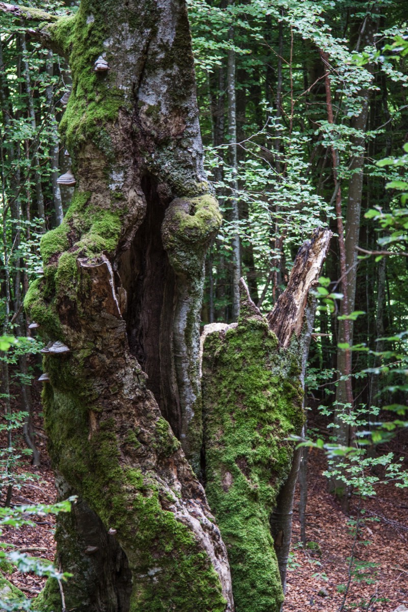 Gnarled tree