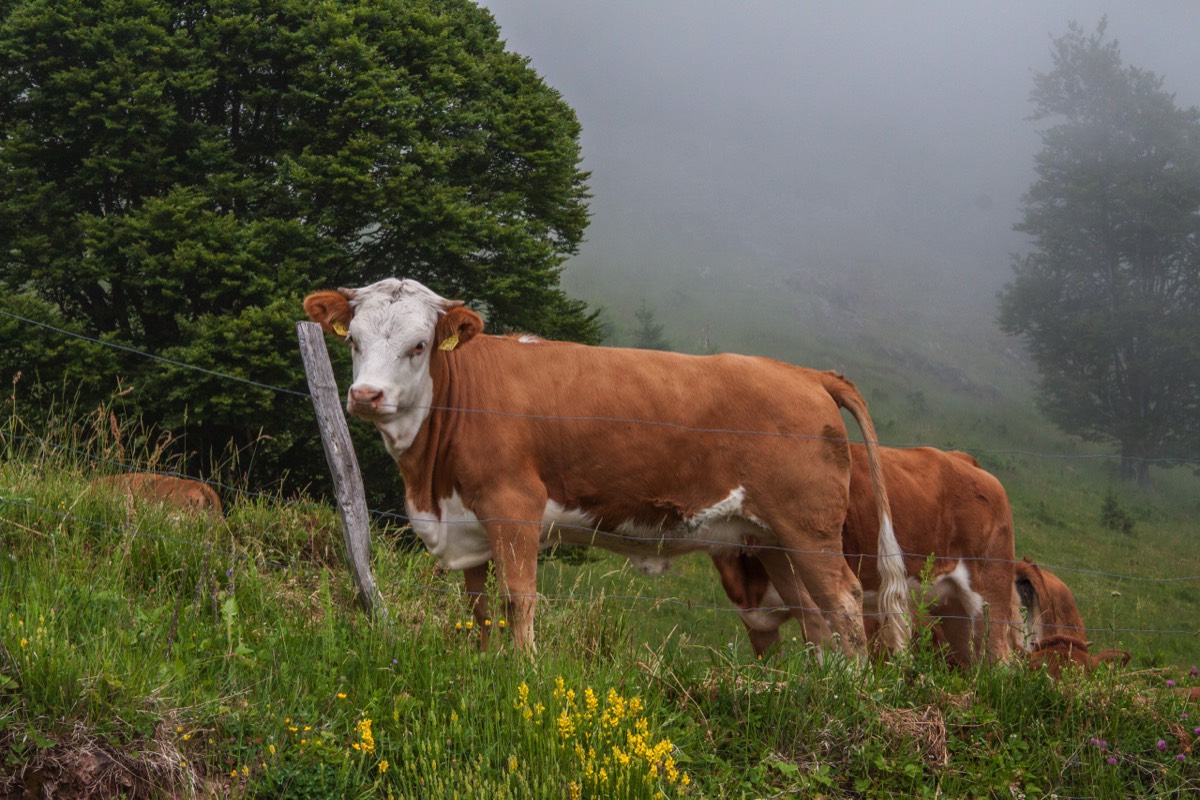 Mountain cow