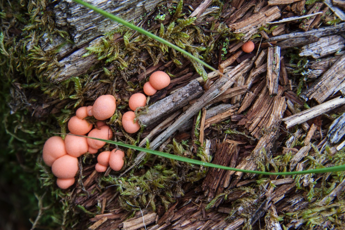 Mushrooms for the picking