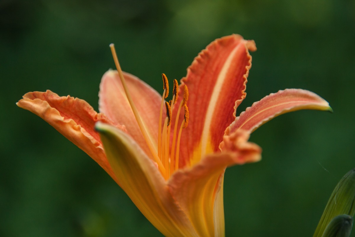 Lily