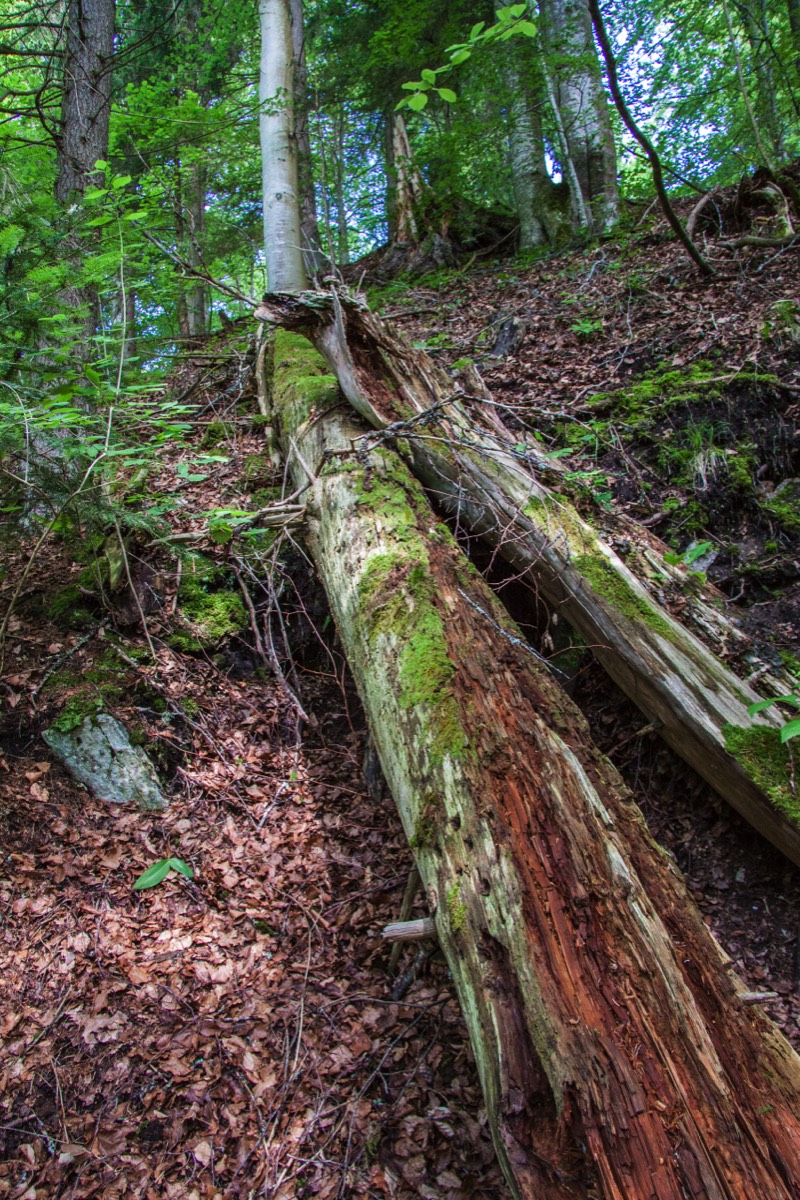 Another dead tree