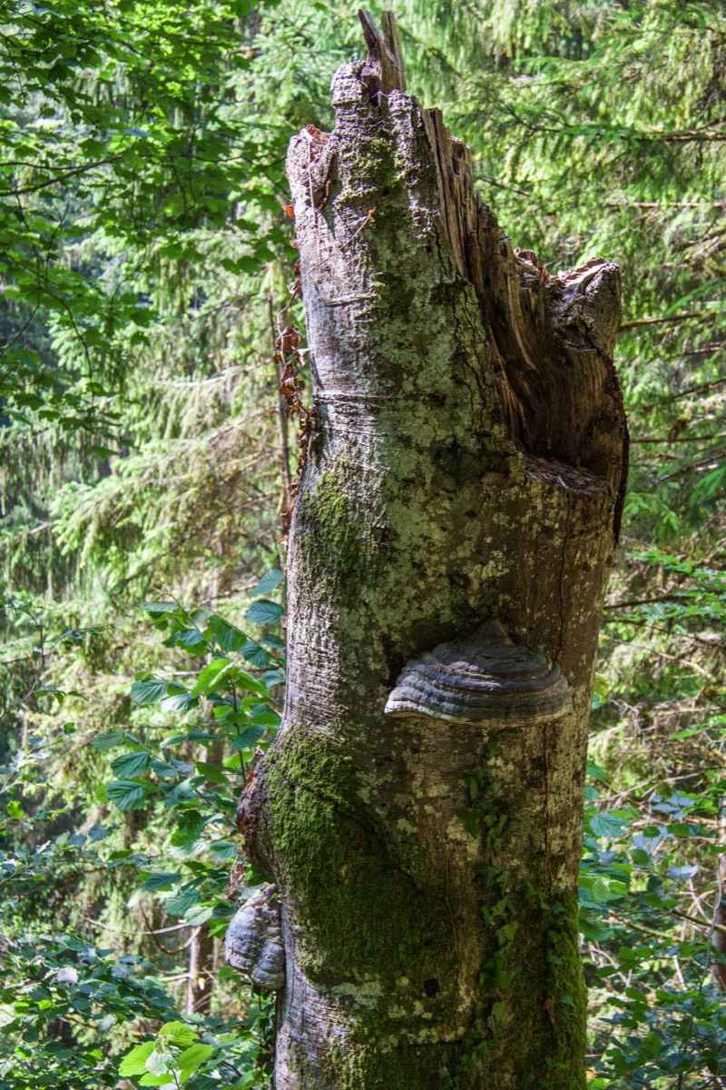 New life on dead tree