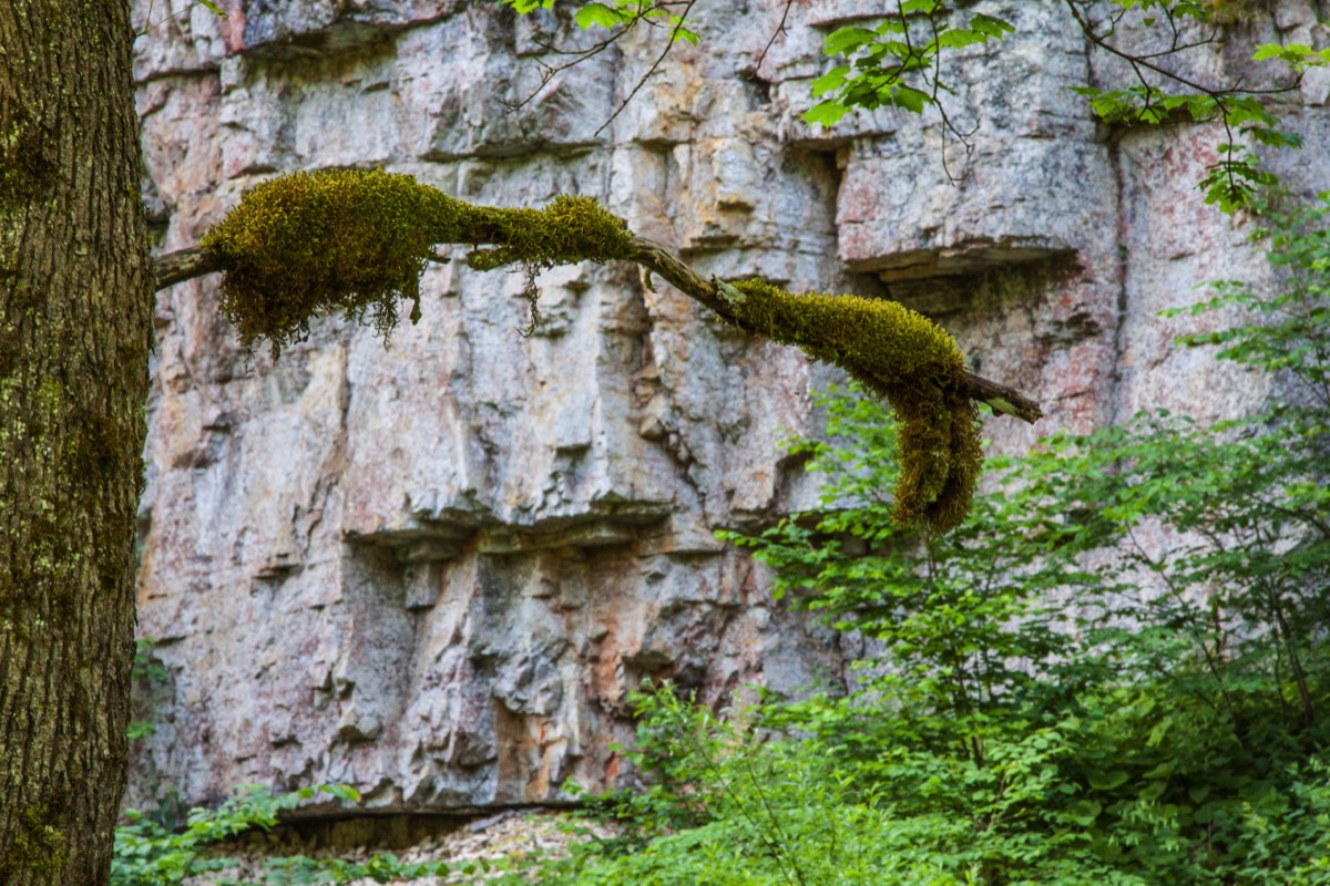 Moss covered branches and trees