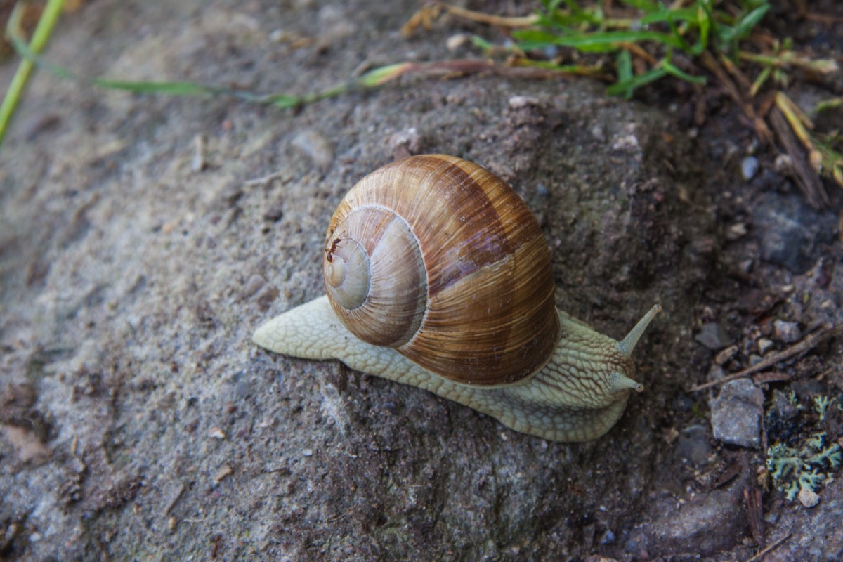 Snail with ant-rider