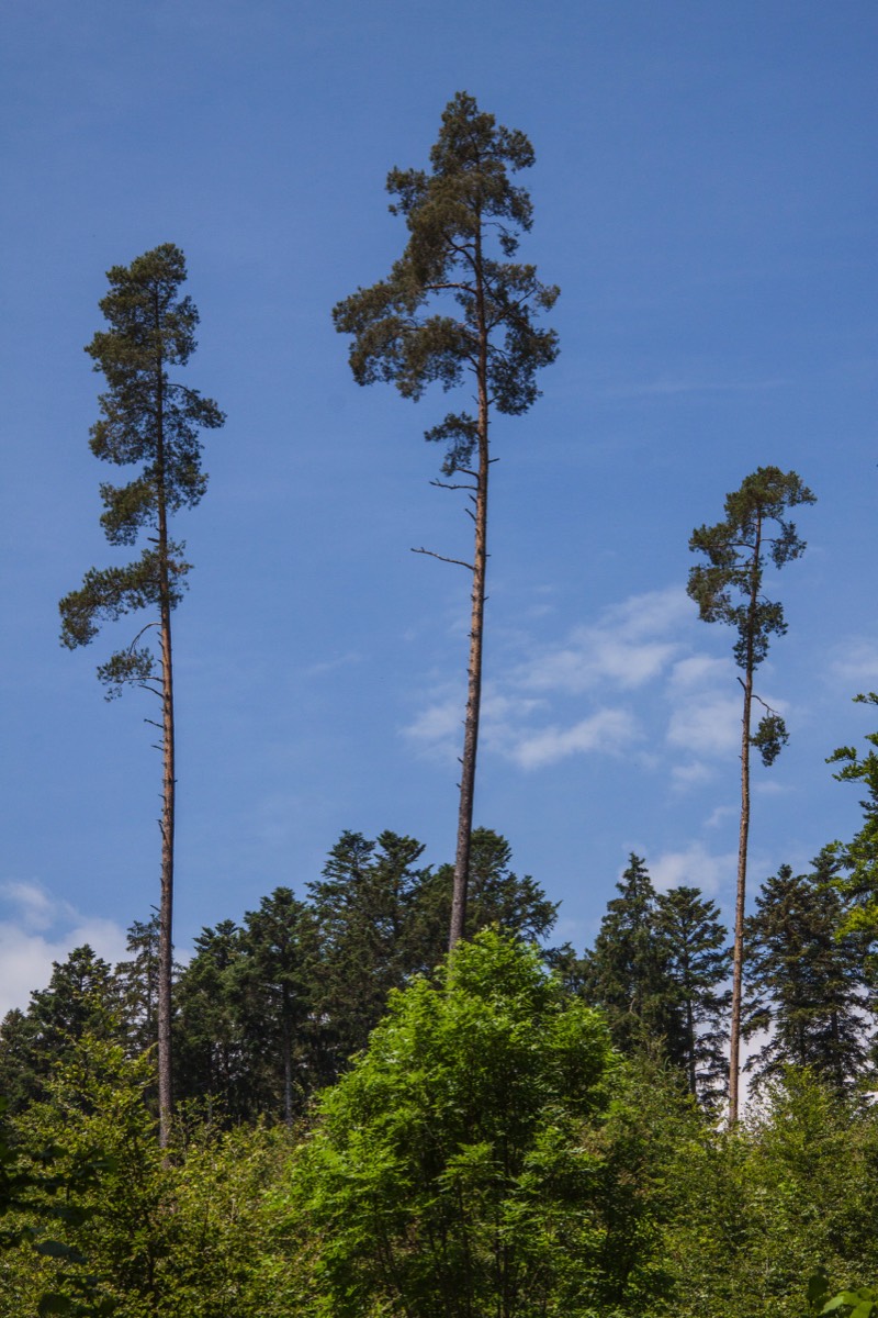 Three lonely pines