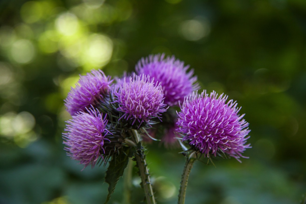 Another purple flower