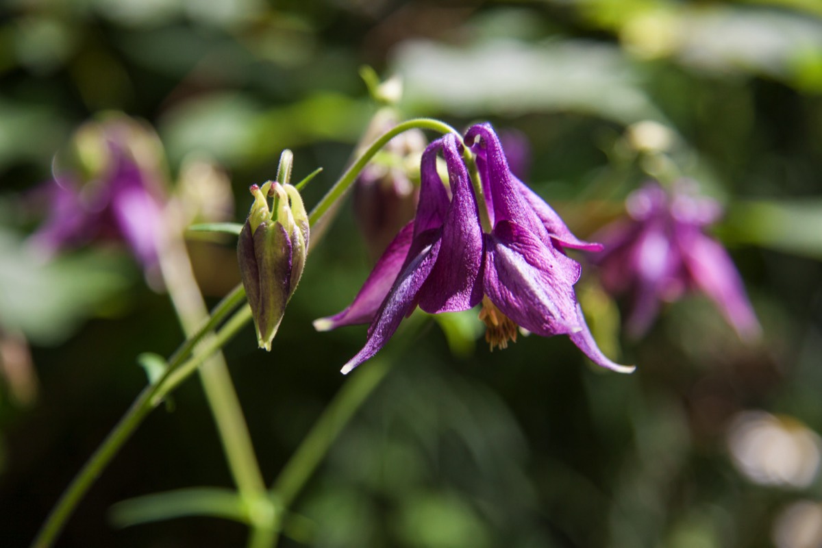 And yet another purple flower