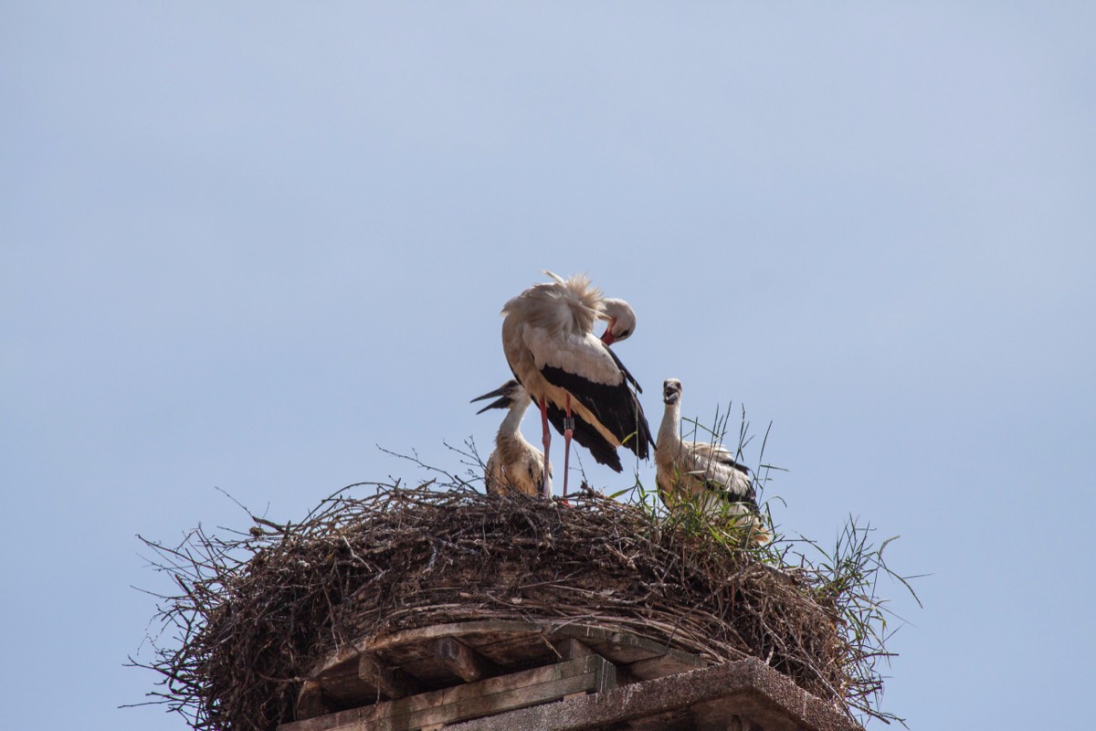 Stork & chicks