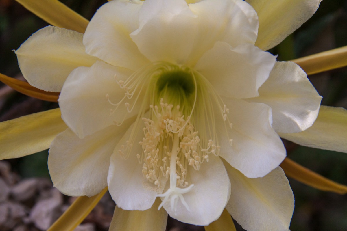 Delicate flower