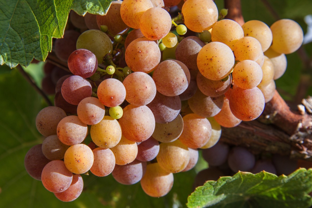 Ripe grapes