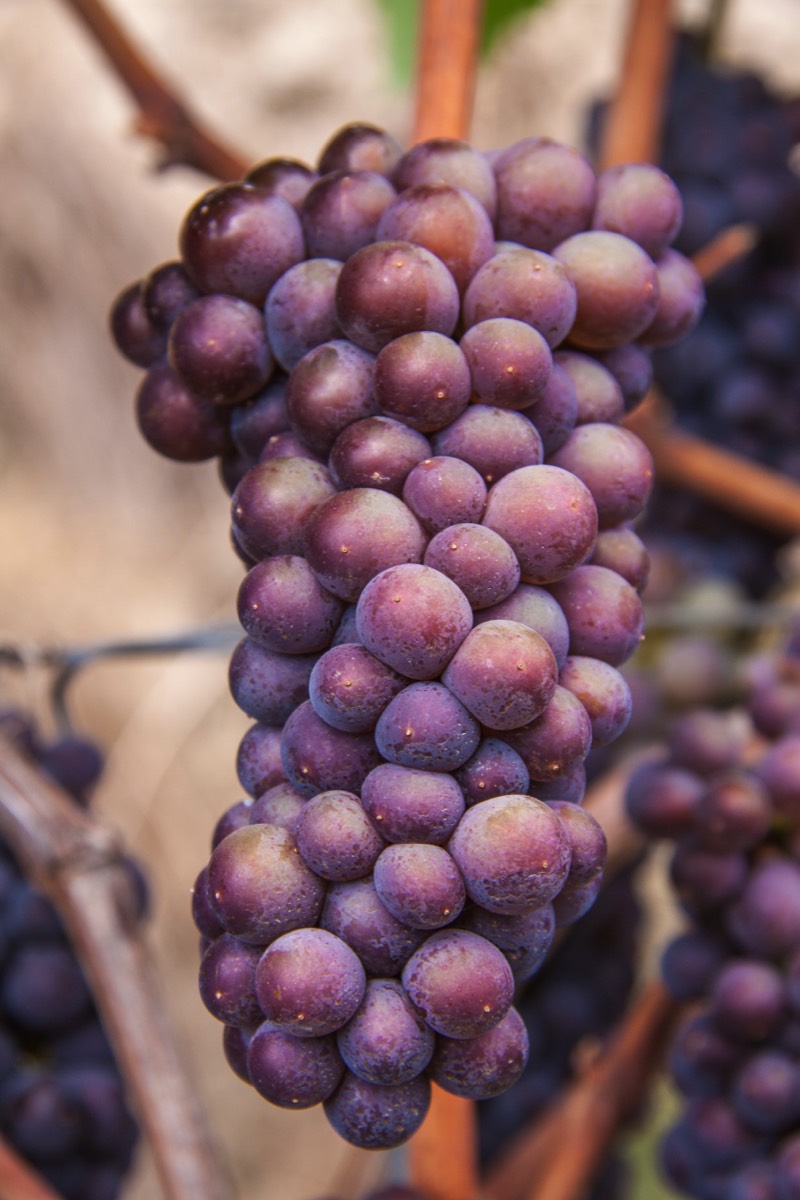 Differently coloured, but equally ripe grapes