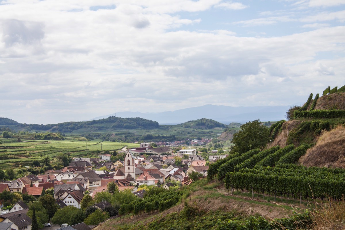 Smaragdeidechsenpfad - Vogtsburg-Oberbergen