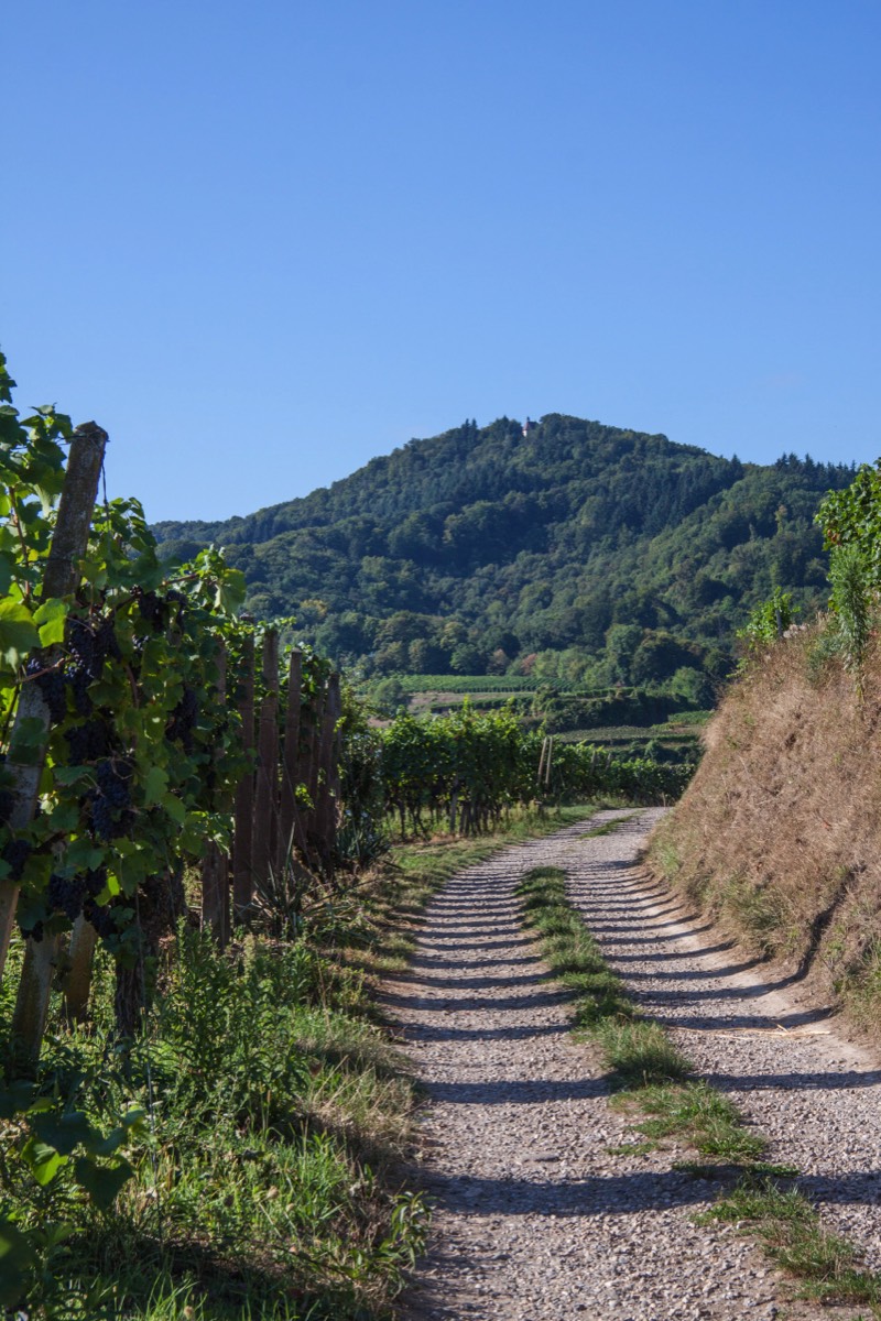Walk around Endingen