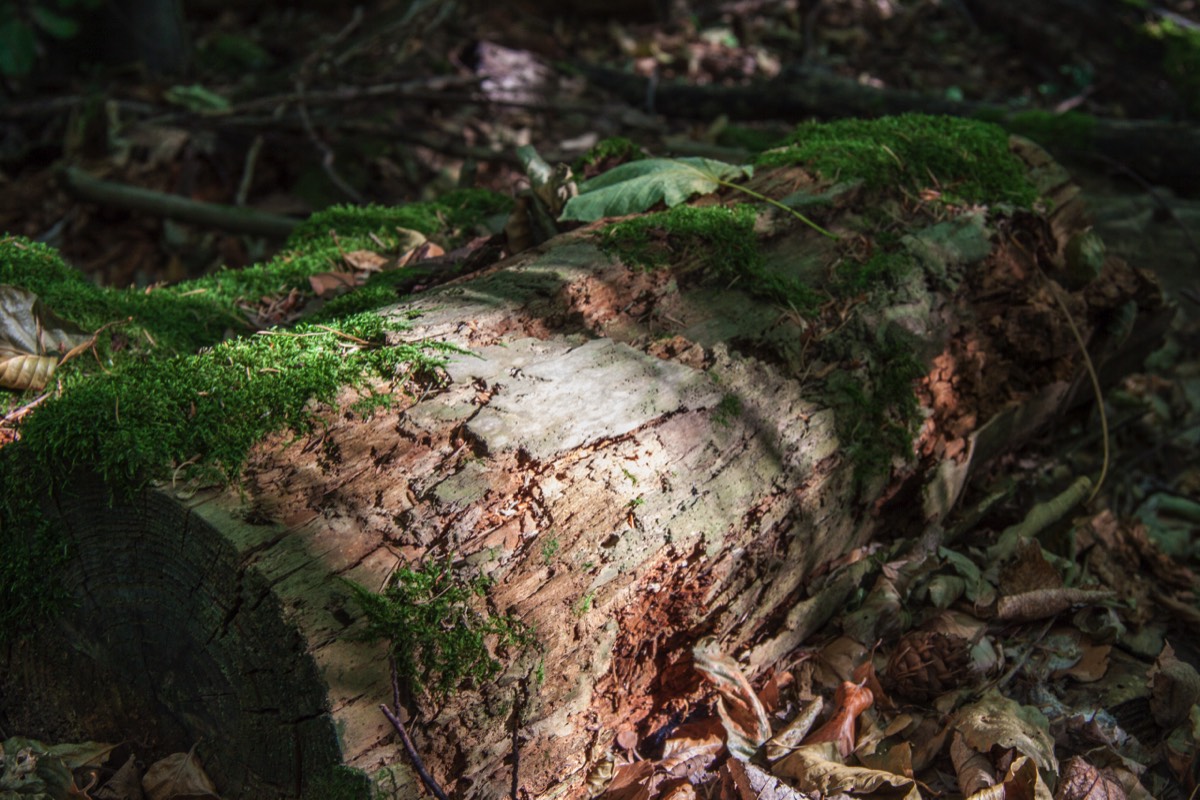 There is beauty in decay