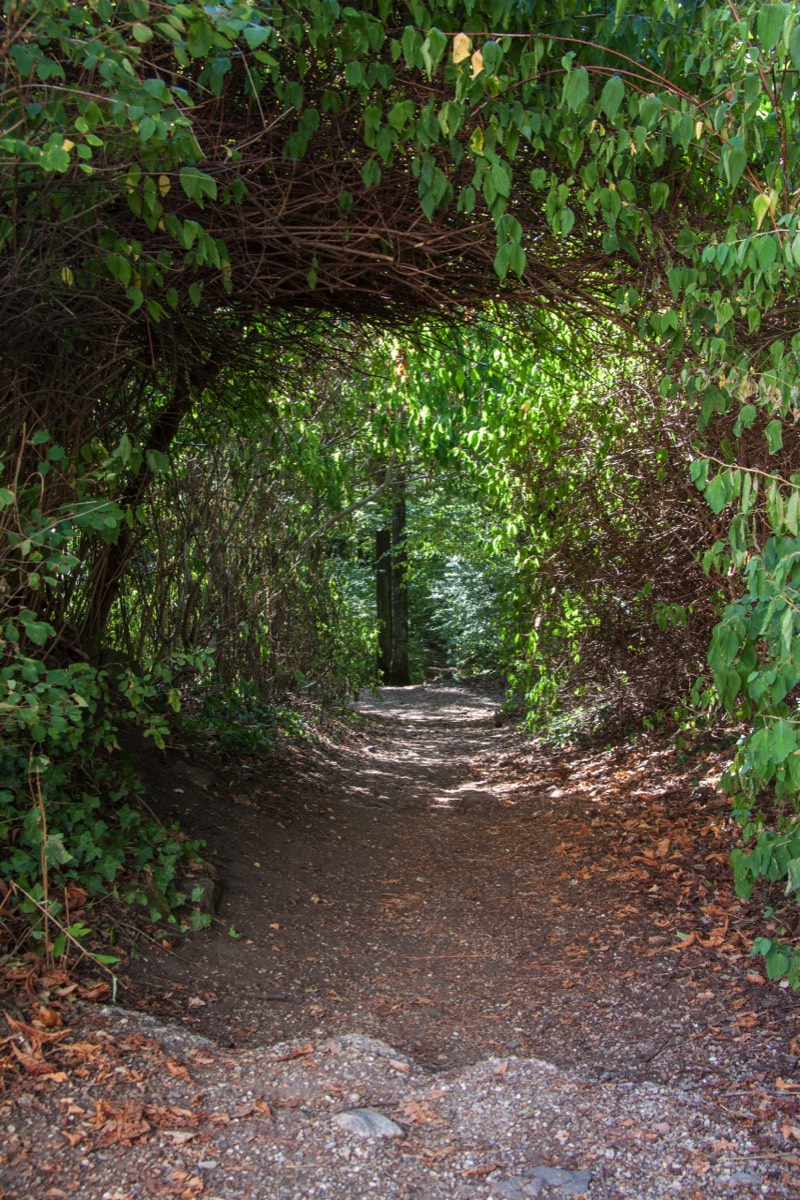 Nearly overgrown path