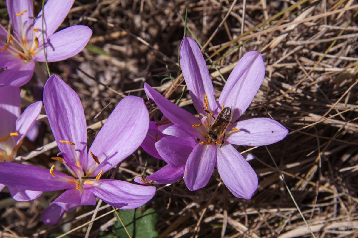 About the flowers and the bees